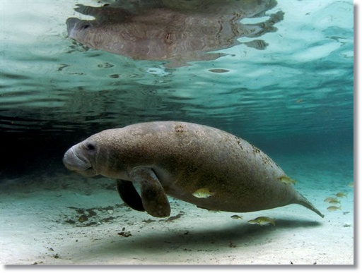 Manatees in DR