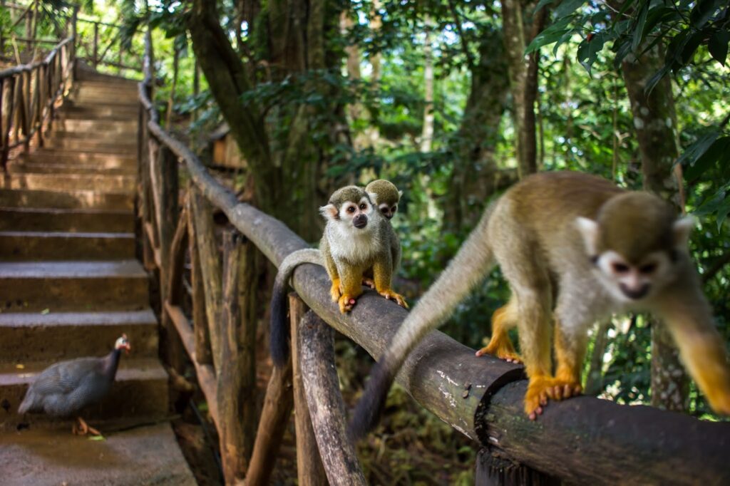 monkey safari dominican republic