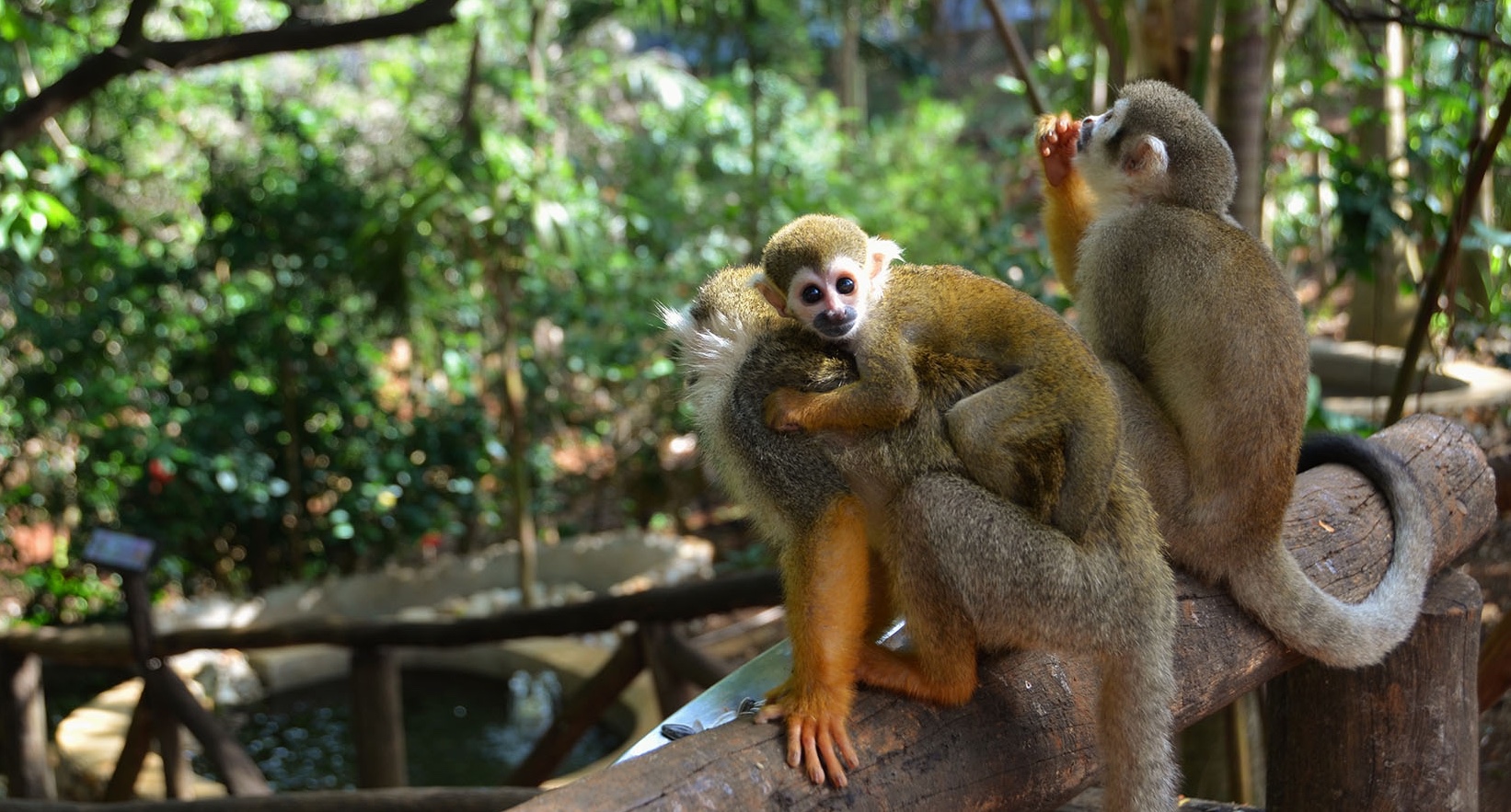 Puerto Plata Tours Dominican Republic North Coast Attractions